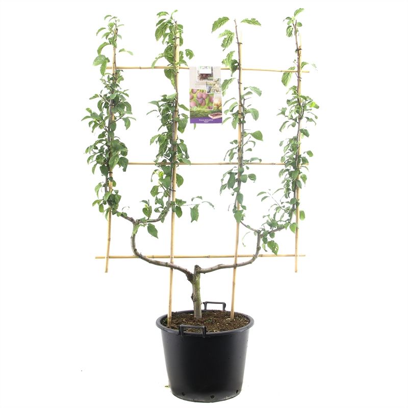 Prunus dom. Opal dub. U Blauwe pruim, D 45