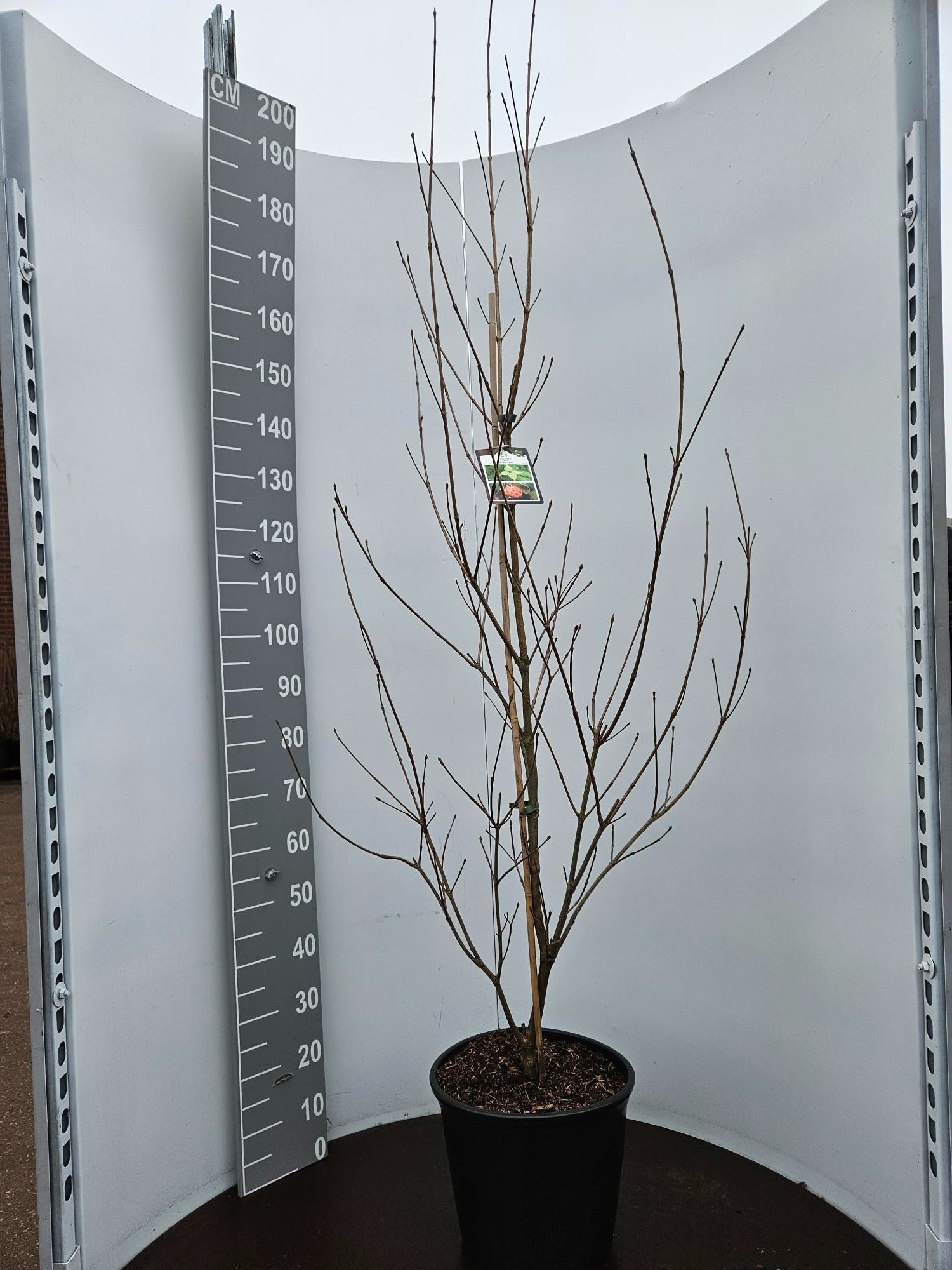 Cornus kousa Milkyway, D 33