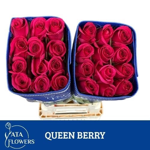 Роза од. Овериг 70, шт.