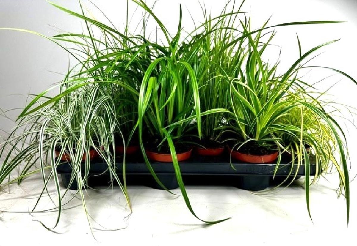 Carex Gemengd, D 10,5