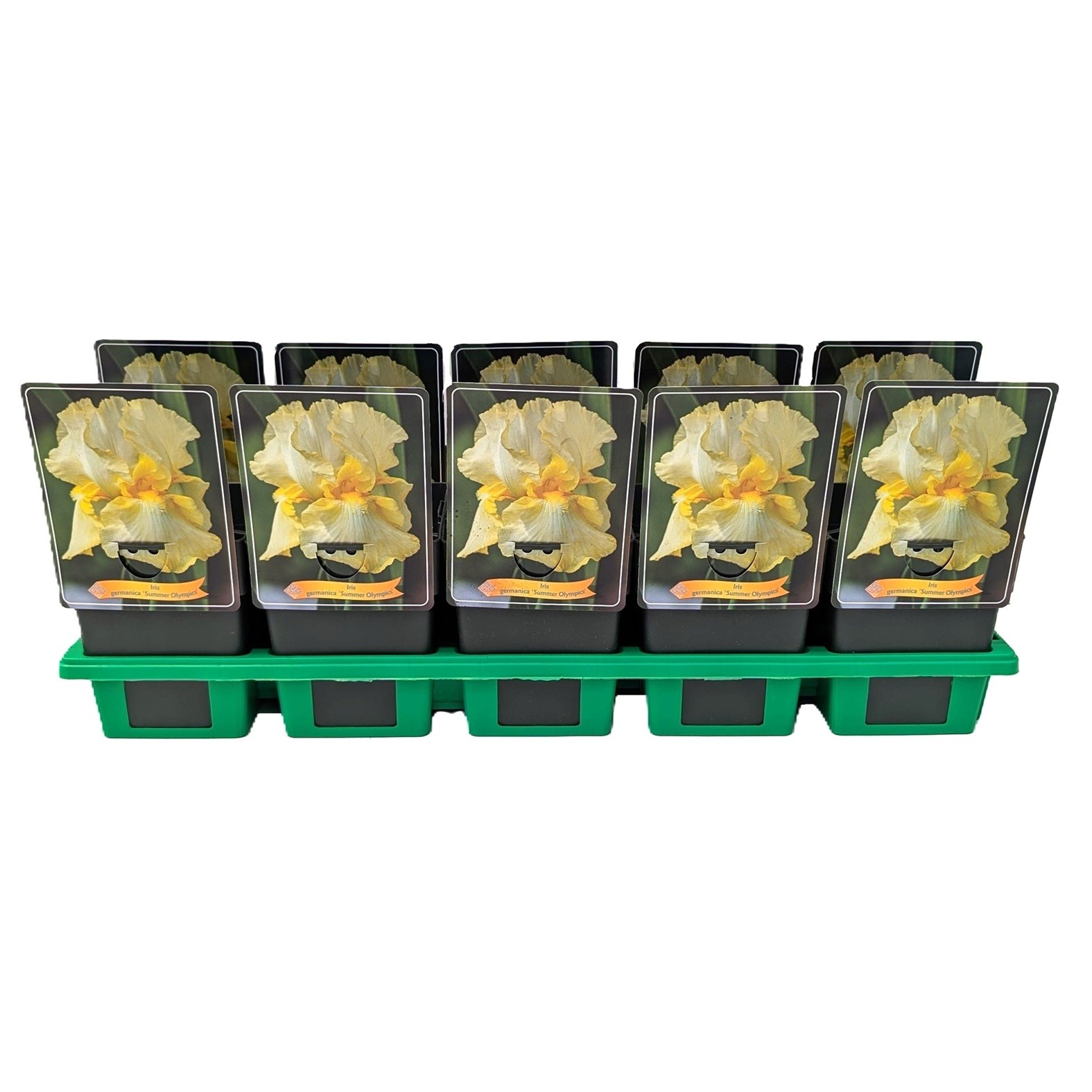 Iris germanica 'Summer Olympics' P11, D 11