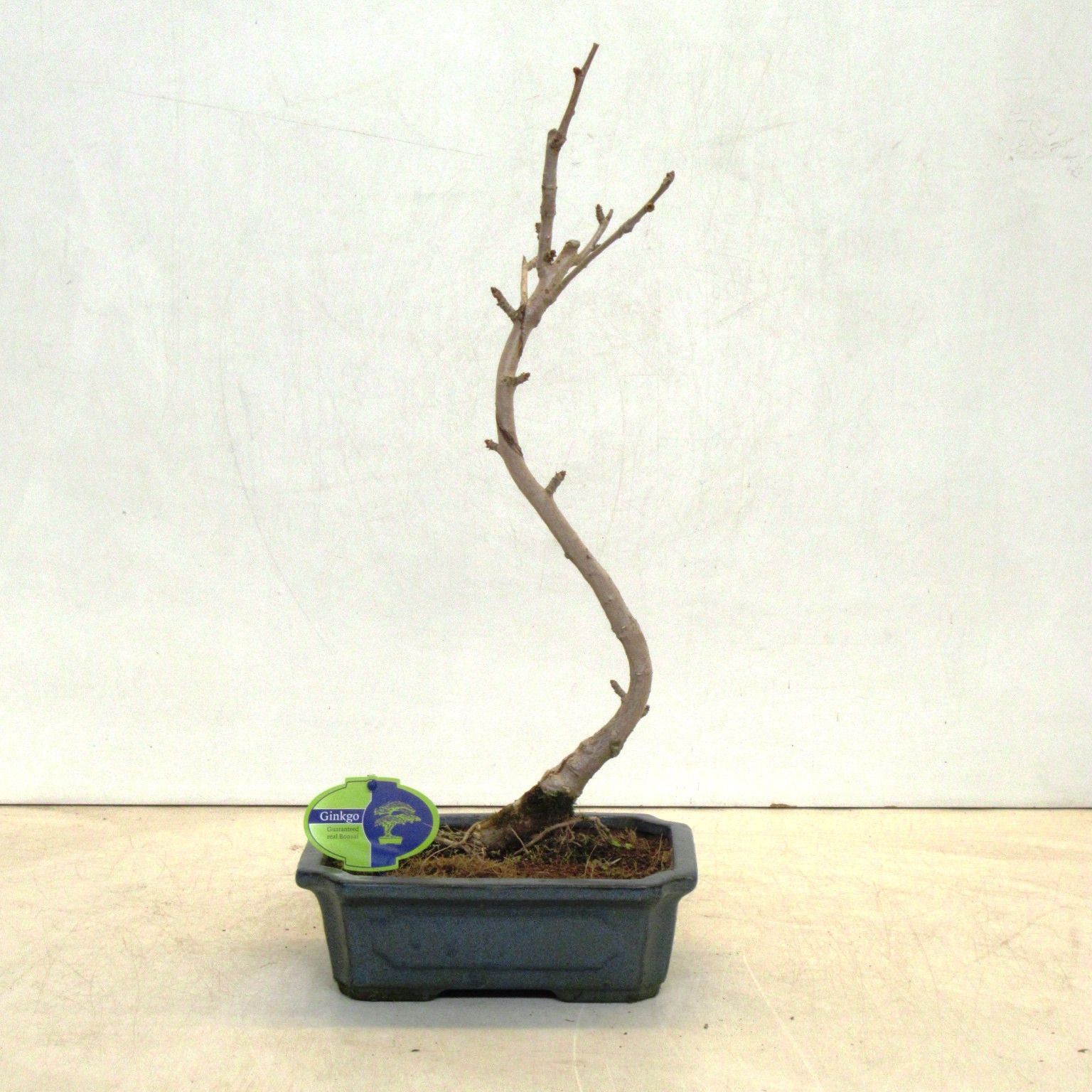 ginkgo biloba shape, D 25