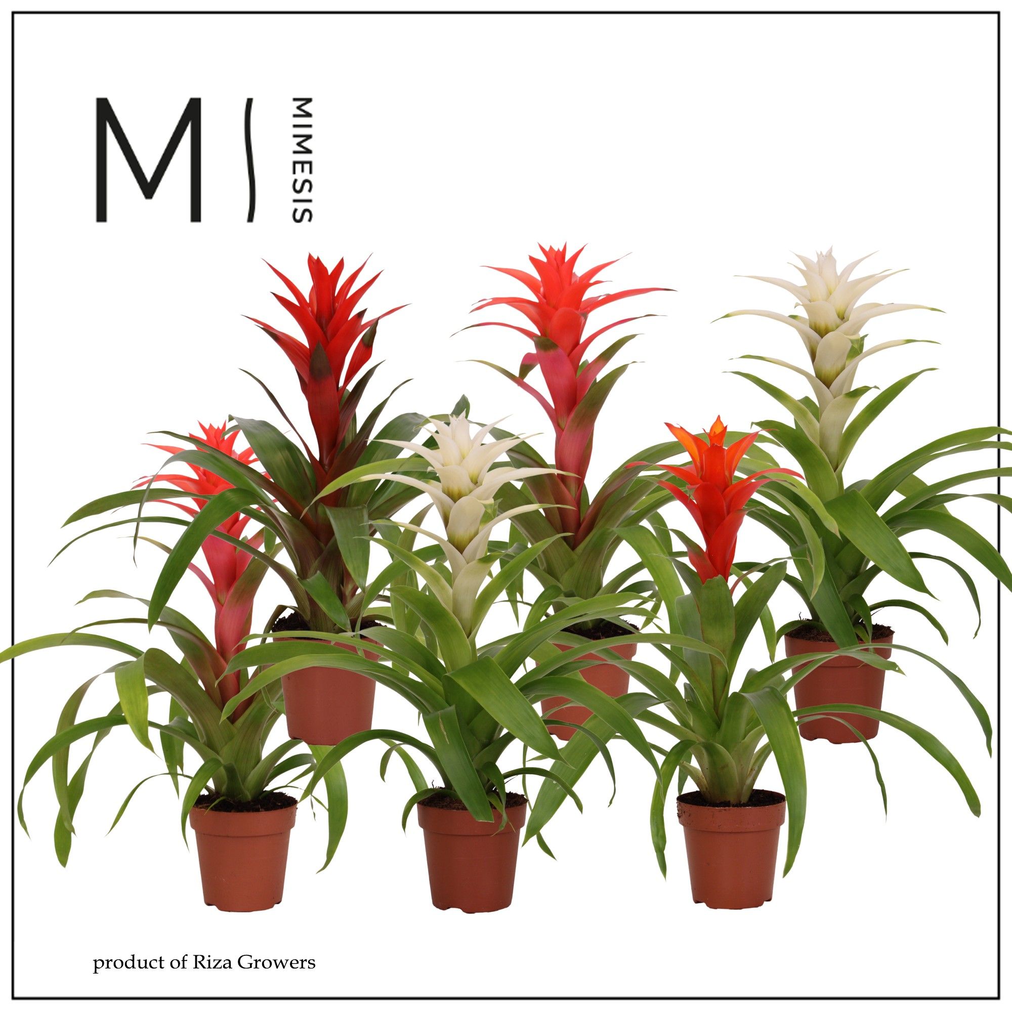 Guzmania Urban - 12cm | Mimesis, D 12