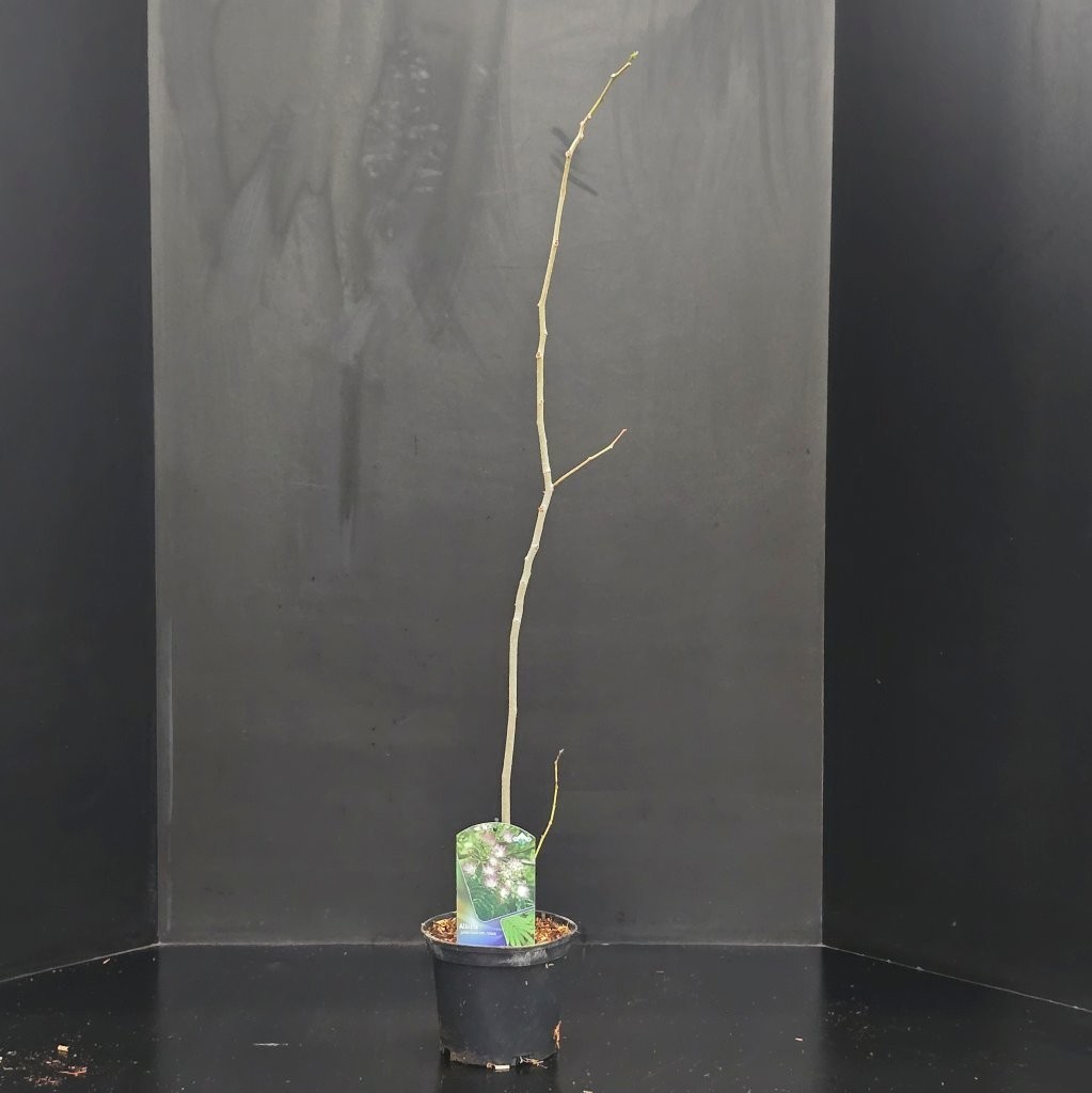 Albizia julibrissin Rosea, D 19