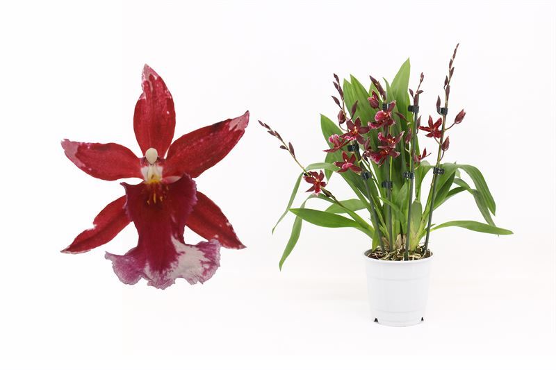 Barrocco Red 5-6T30+ compact, D 12