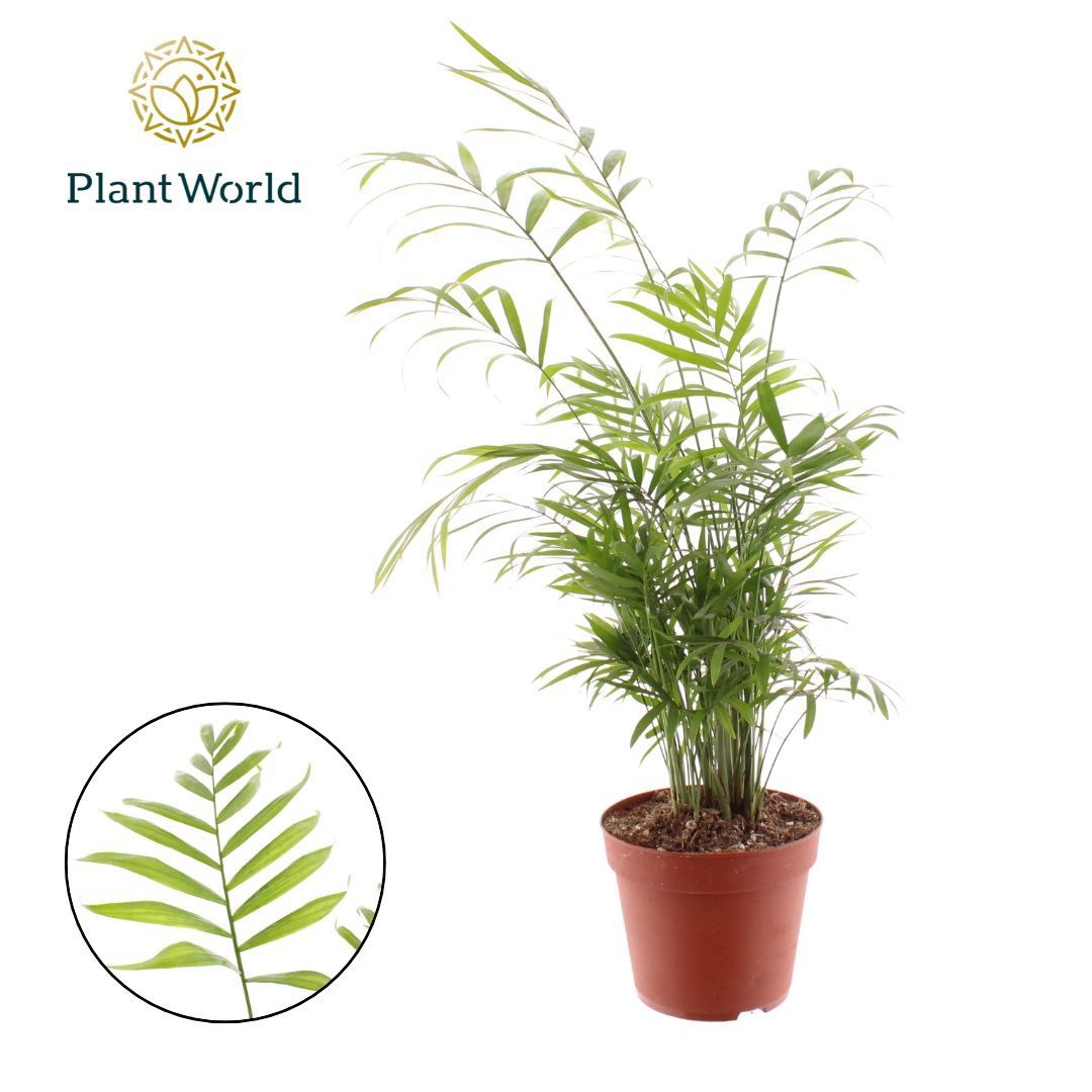 Chamaedorea elegans, D 17