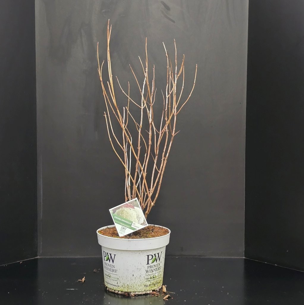 Hydrangea arborescens Strong Annabelle, D 29