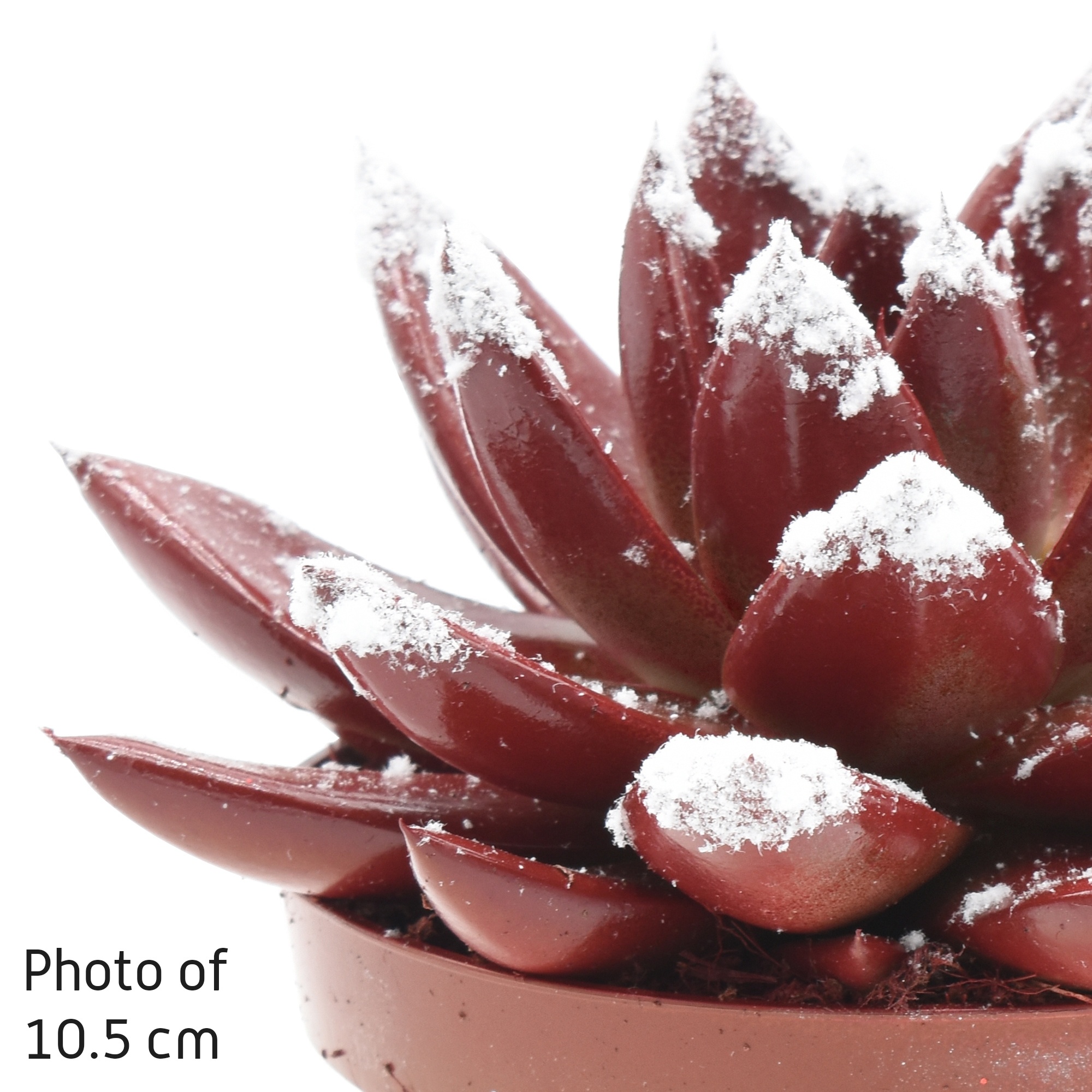 Miranda coloured red + snow, D 12