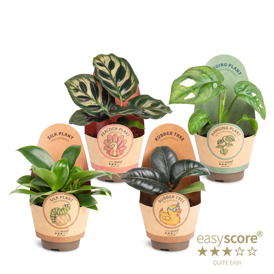 Green Collection, D 6