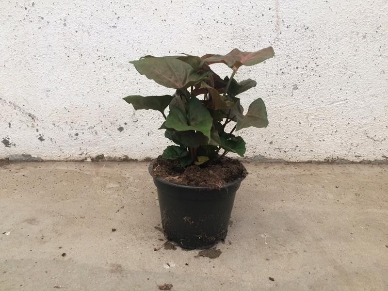 SYNGONIUM PODOPHYLLUM 'MARIA', D 12