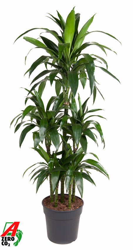 Dracaena Janet Craig 90-carrousel, D 31