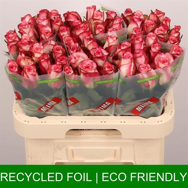 Роза од. Спарк Кондор 60, шт.