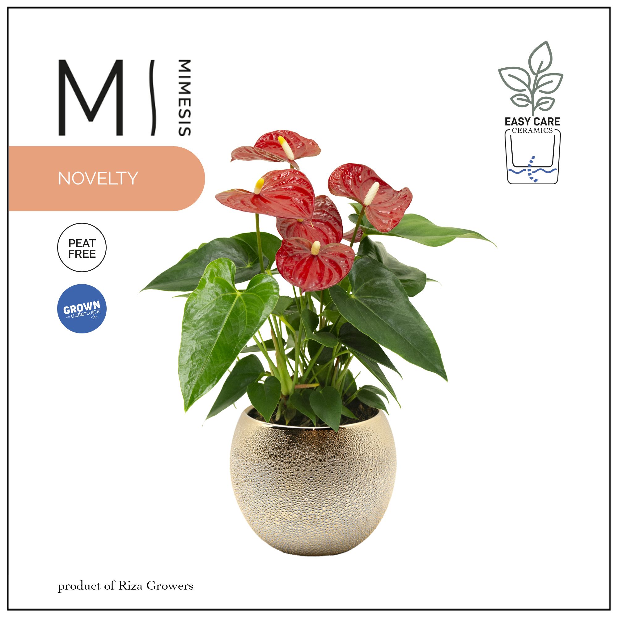 Mimesis Anthurium KARMA Rood Wit Duo - Bubbly Gold, D 12