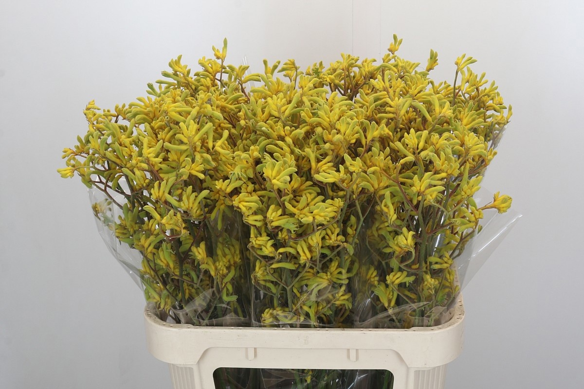 Анигозантус Баш Даун 80, шт.