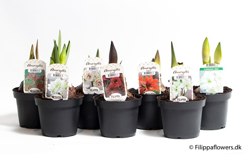 HIPPEASTRUM-HYBRID BEST OF MIX, D 13 cm