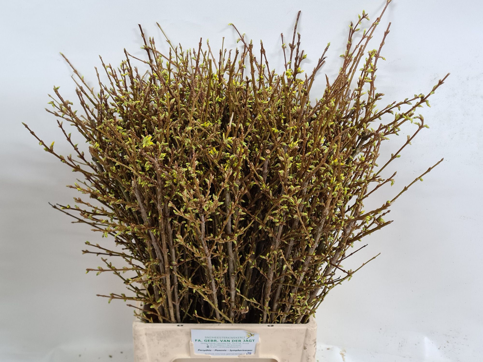 Форзиция Спектабилис 70 (желт.), шт.