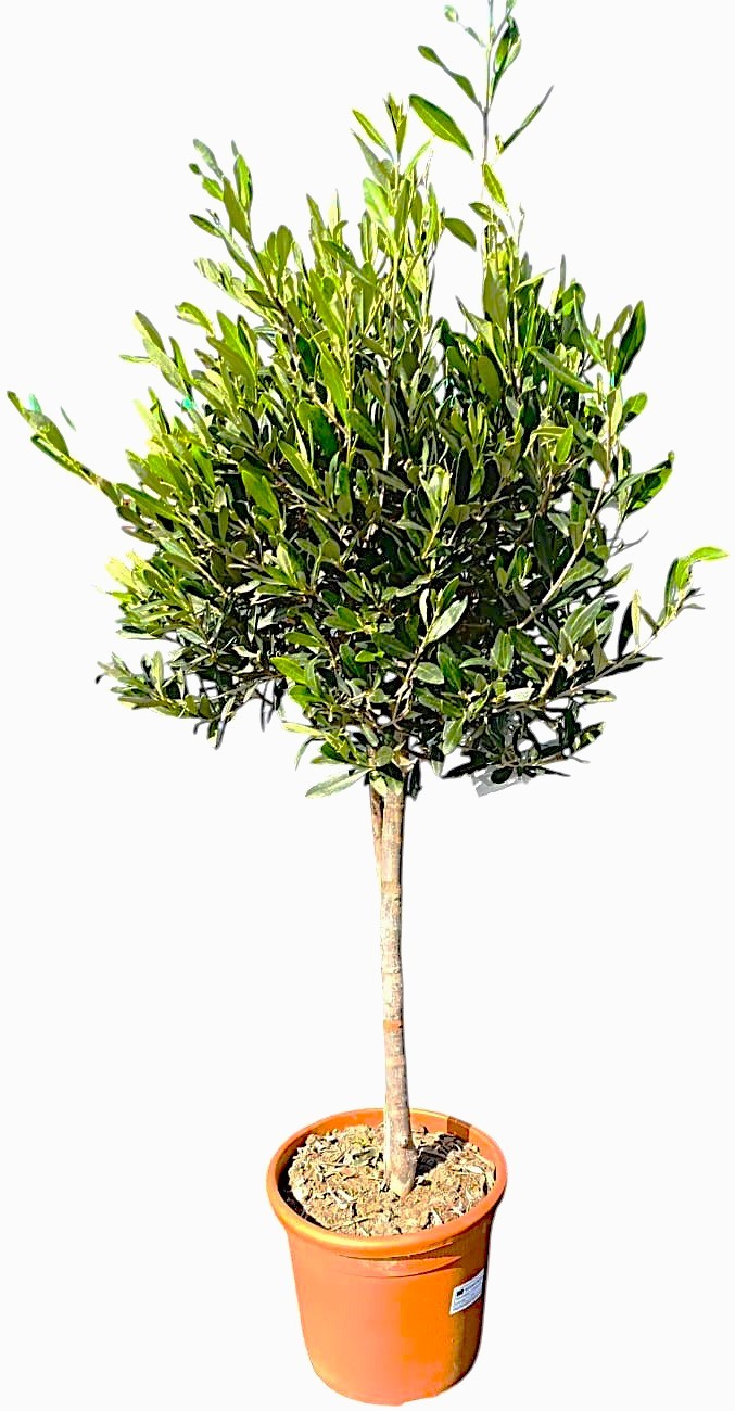 Olea europaea stem C22, D 22