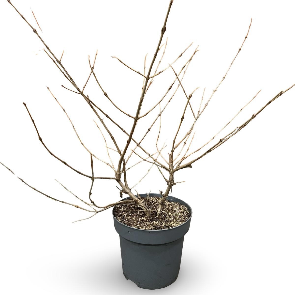 Viburnum plic. Kilimandjaro, D 32