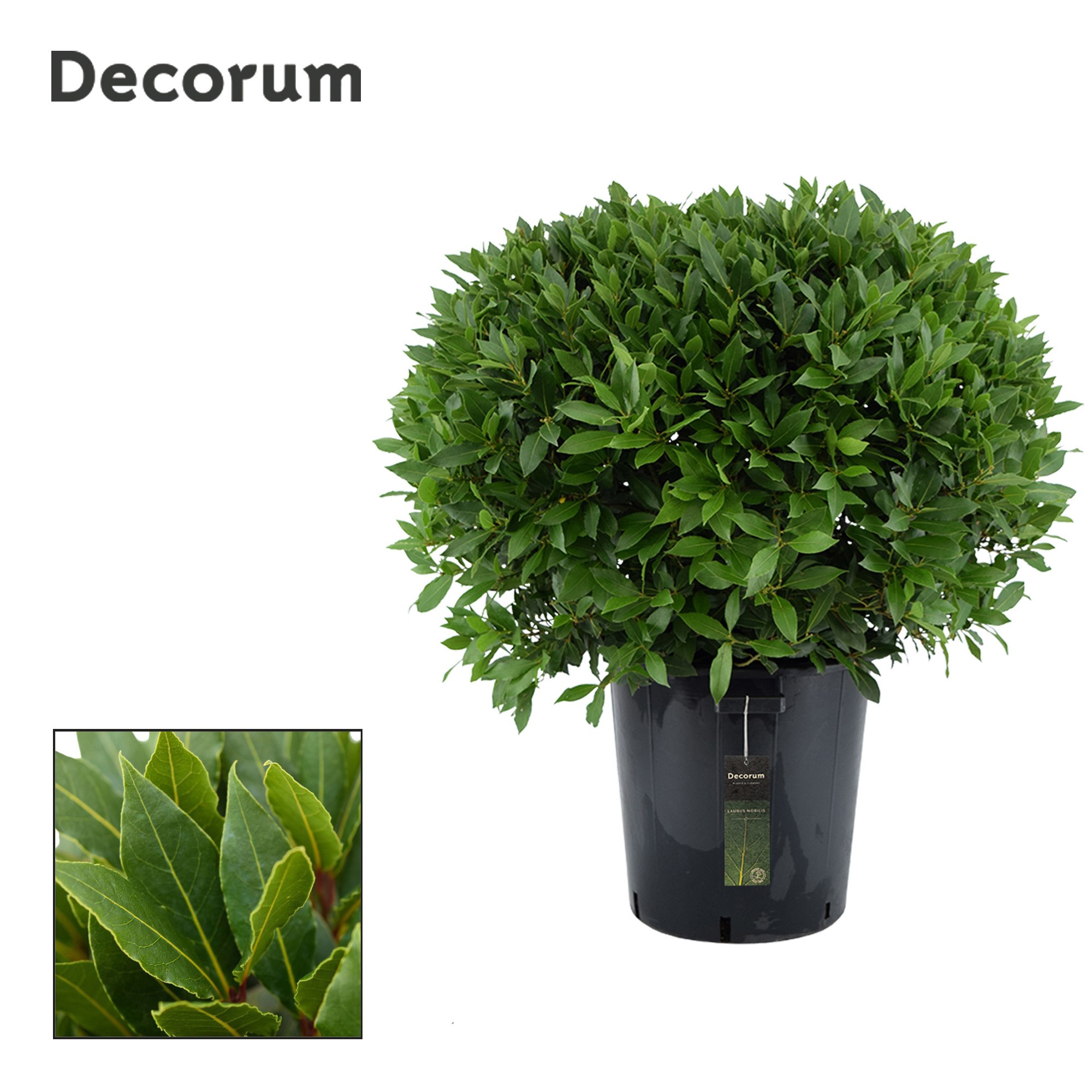 Laurus nobilis Bol zonder stam, D 40 cm
