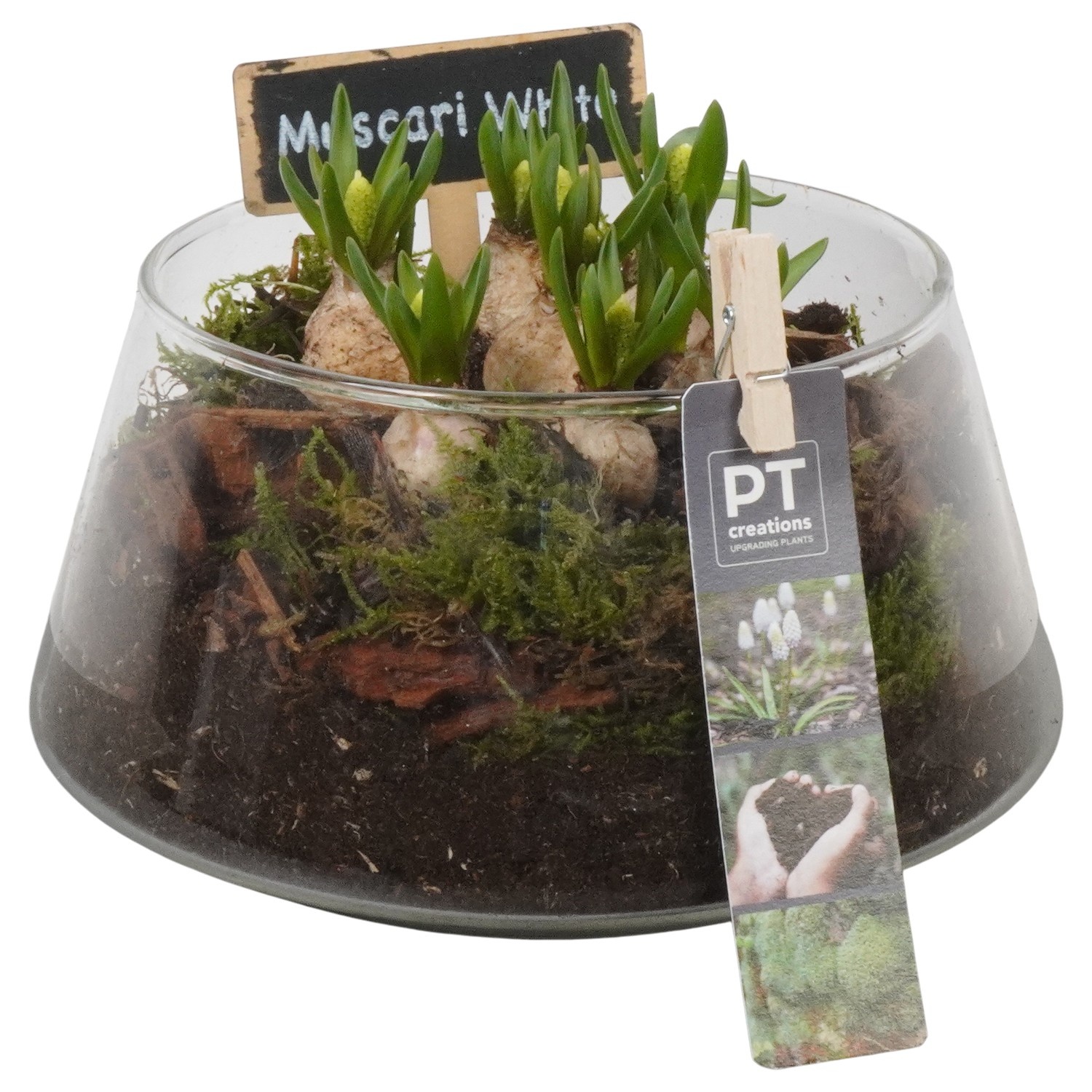 PTWMB8162 Arrangement Muscari White in glas schaal, D 18