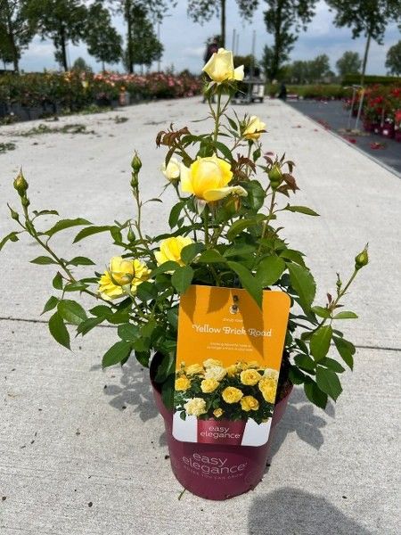 Rosa 'Yellow Brick Road' - Struik - P19 - Easy Elegance, D 19 cm
