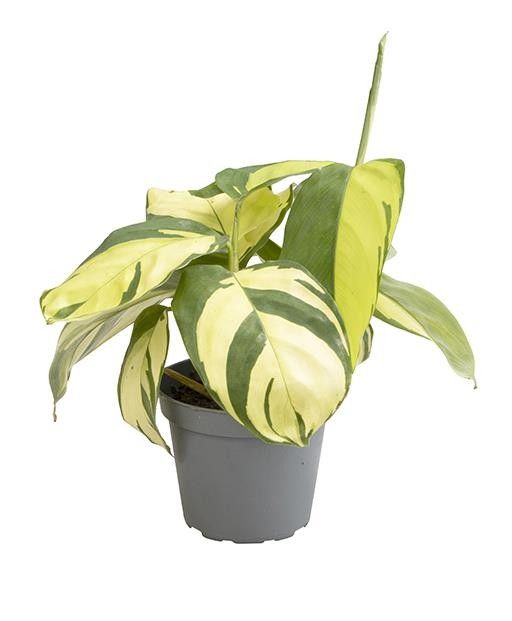CALATHEA HYBRIDA Ctenanthe Golden Mosaic, D 6