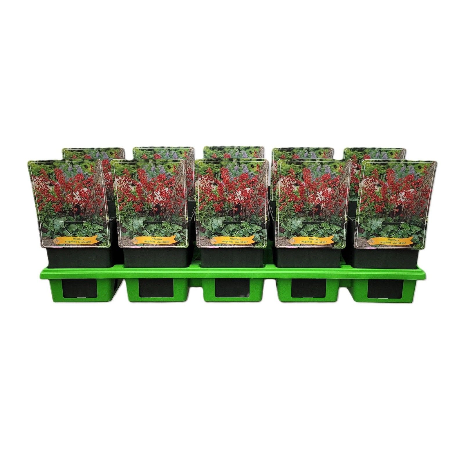 Heuchera sanguinea 'Leuchtkäfer' P11, D 11