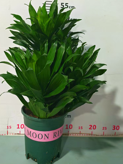 Драцена фрагранс компакта 18 45