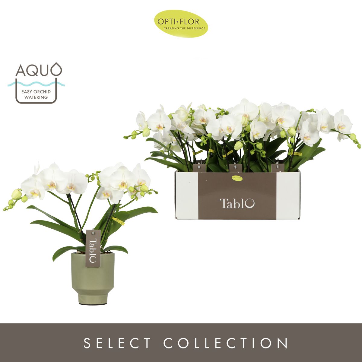 Tablo Champagne 2 spike in Emilia Green Aquo, D 12 cm