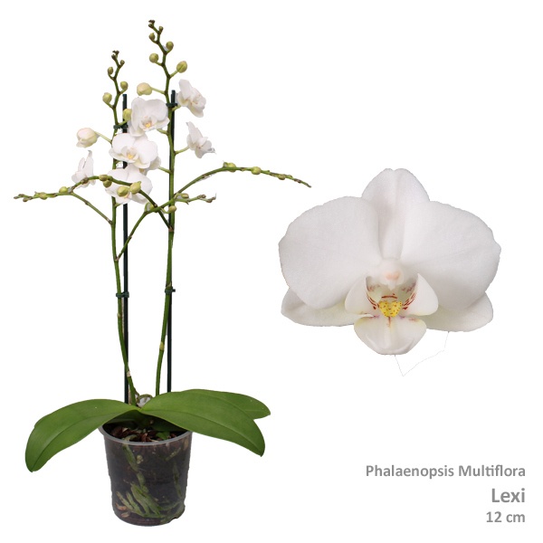 Phal. Multiflora "Lexi" 2-tak, D 12