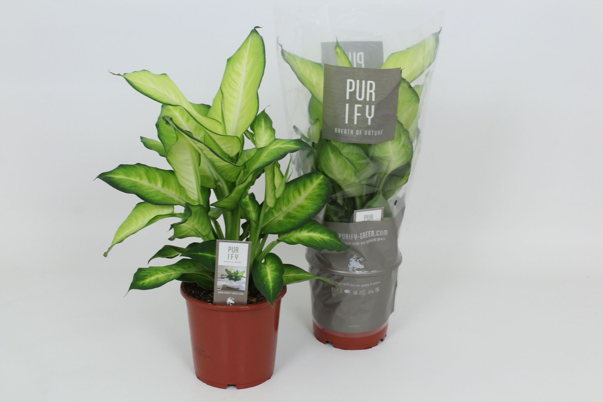 Purify Dieffenbachia Summer Style 17 cm, D 17