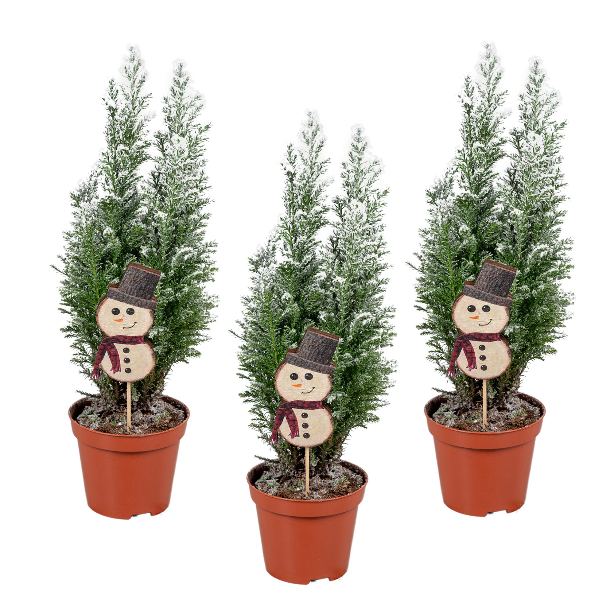 Ellwoodii sneeuw sneeuwpop, D 9