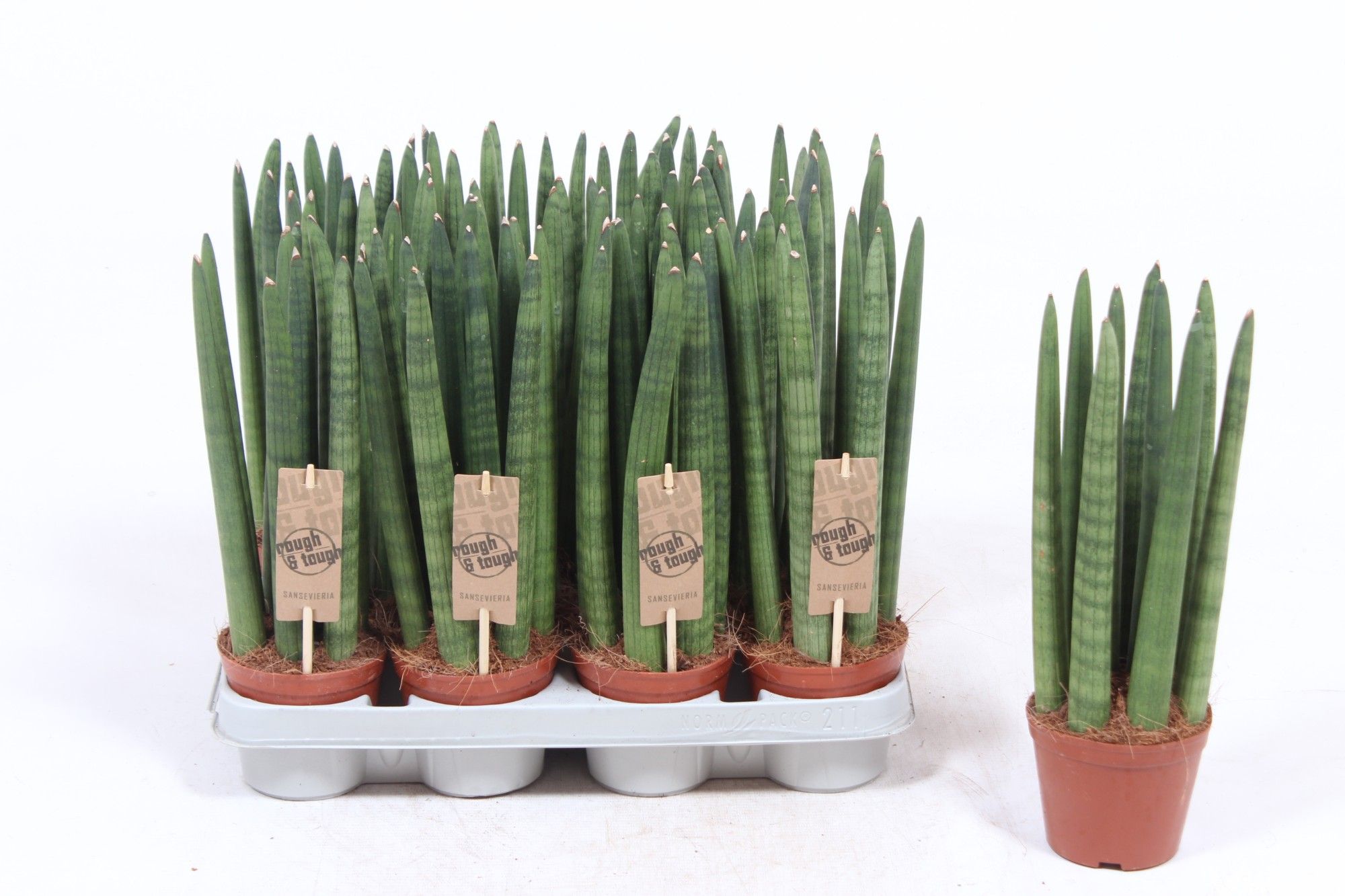 Sansevieria Straight, D 10