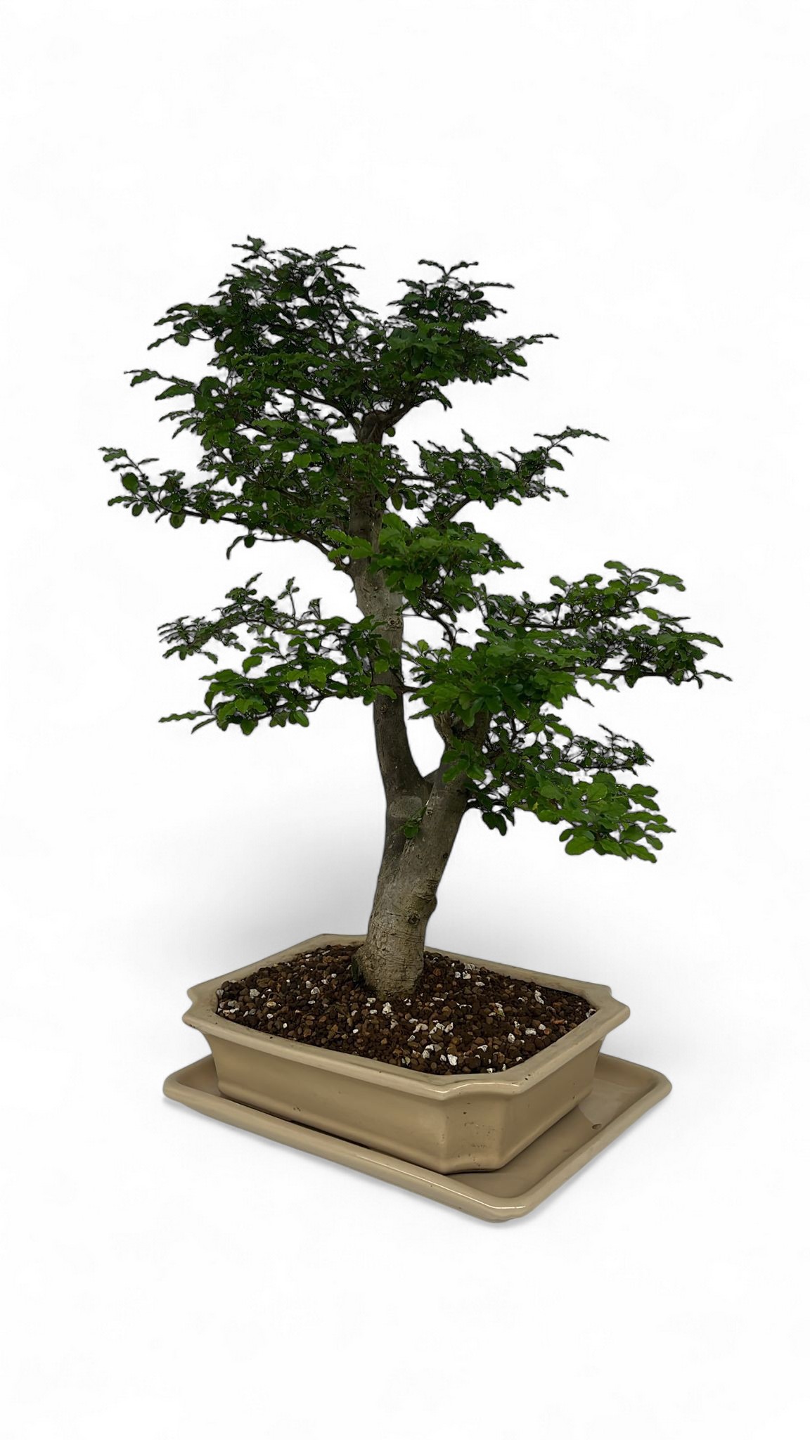Ligustrum sinensis, Pot 30cm., Height 65cm. (Single item), D 30