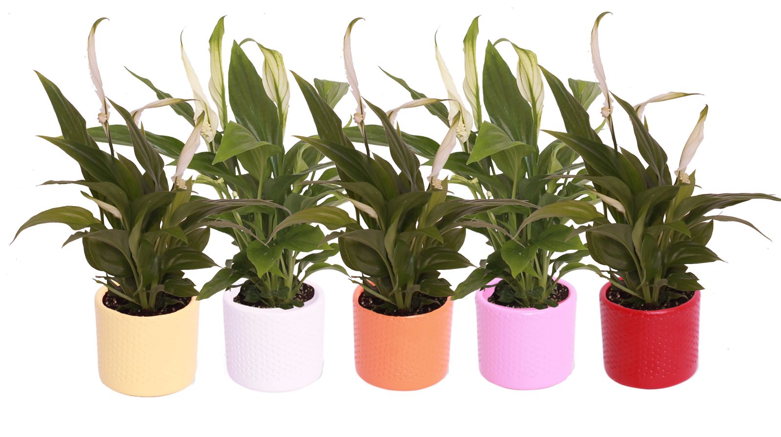 KP-753.7 - Spathiphyllum Pearl 7cm in stippenpot, D 7 cm KP-753.7 - Spathiphyllum Pearl 7cm in stippenpot, D 7 cm