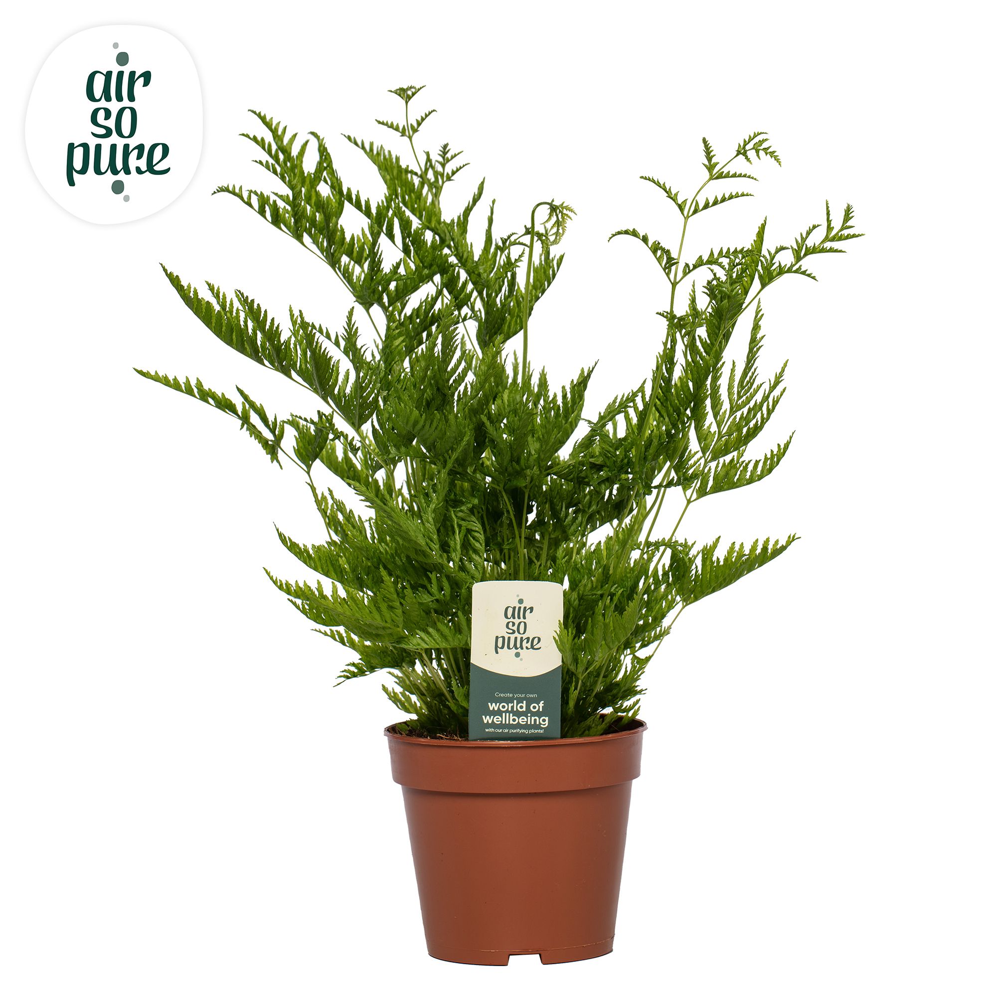 Pteris straminea -Air So Pure, D 12