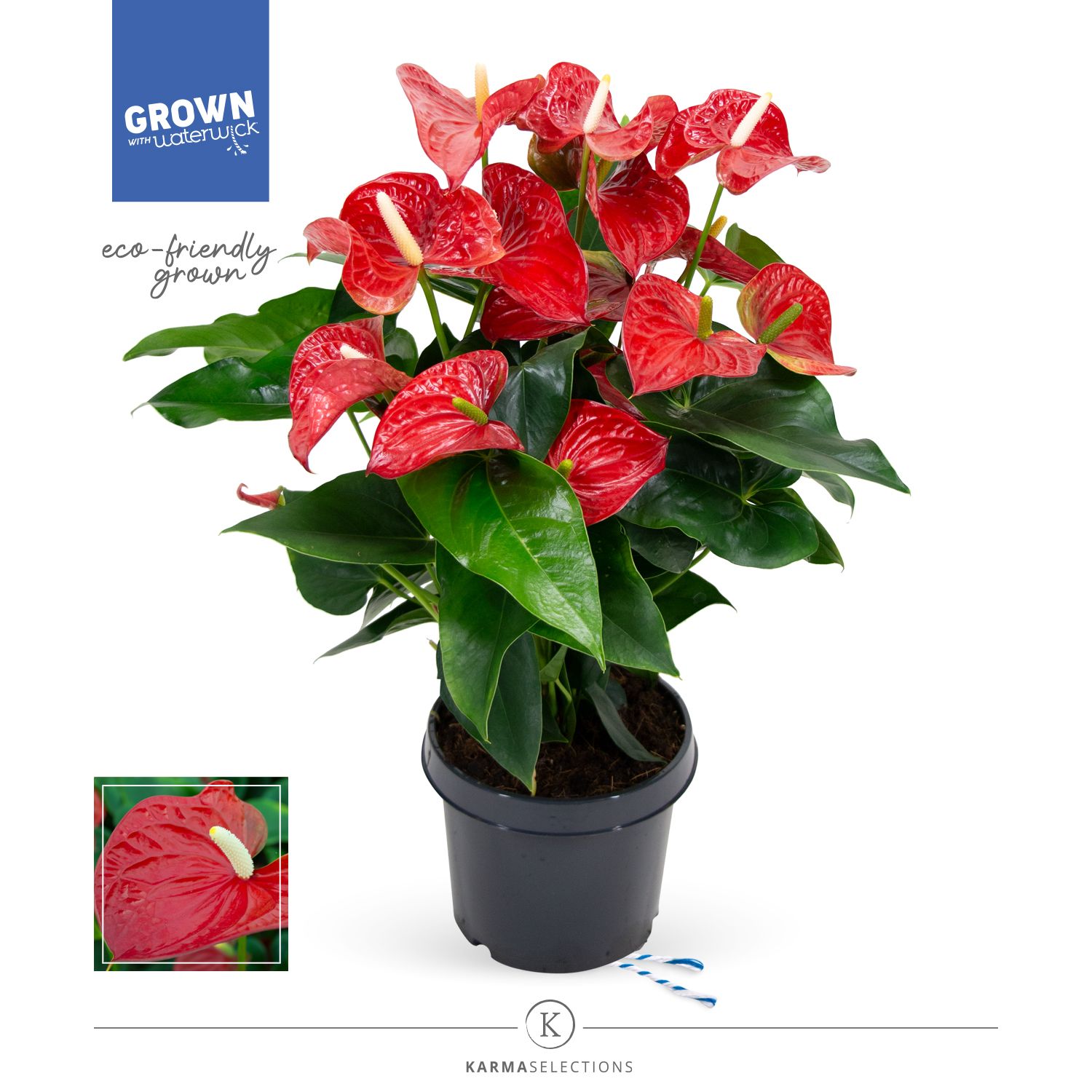 Mimesis Anthurium KARMA Red - 21 cm, D 21 cm