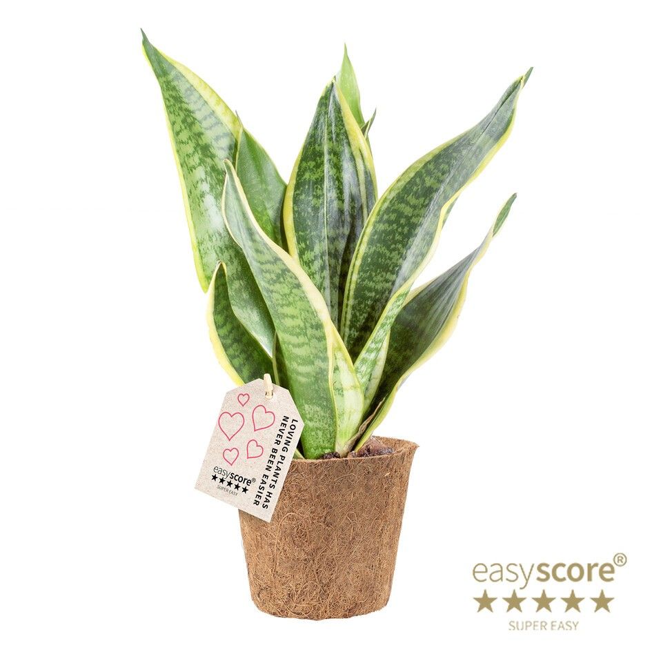 Sansevieria ´Superba´ - COCOZ, D 11