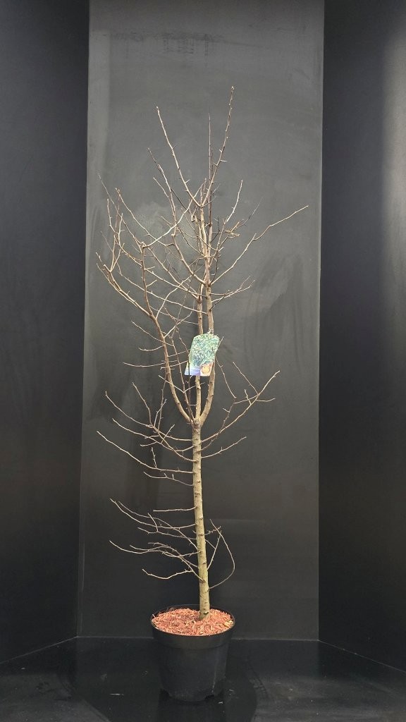 Mespilus germanica, D 29