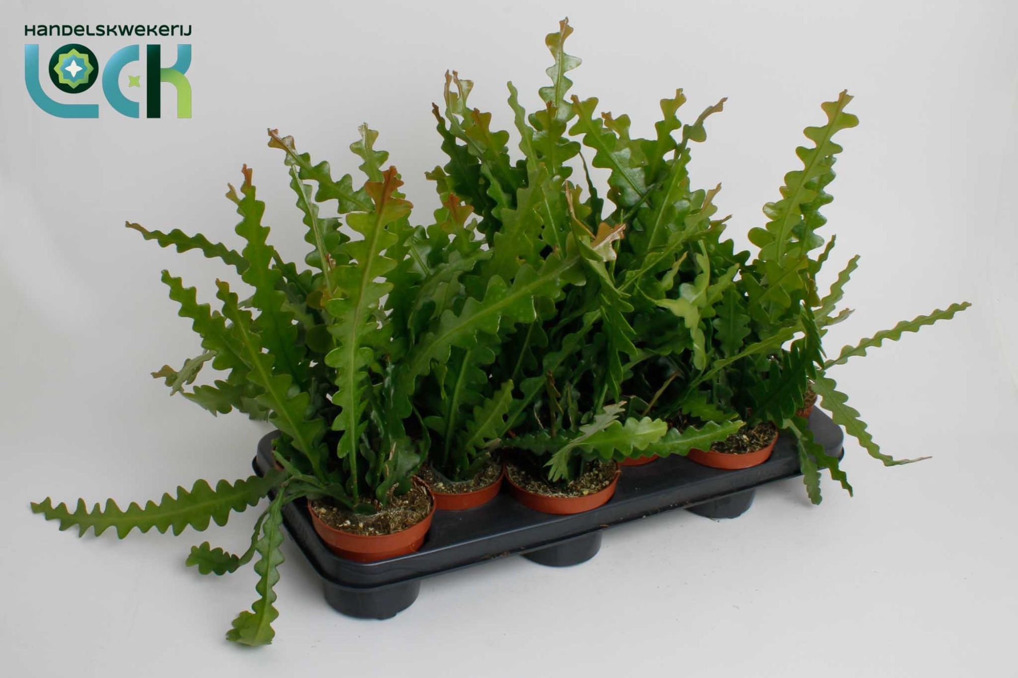 Epiphyllum Anguliger, D 10,5 cm