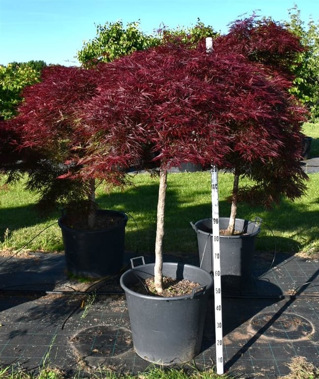 Acer pal. 'Stella Rossa', D 65