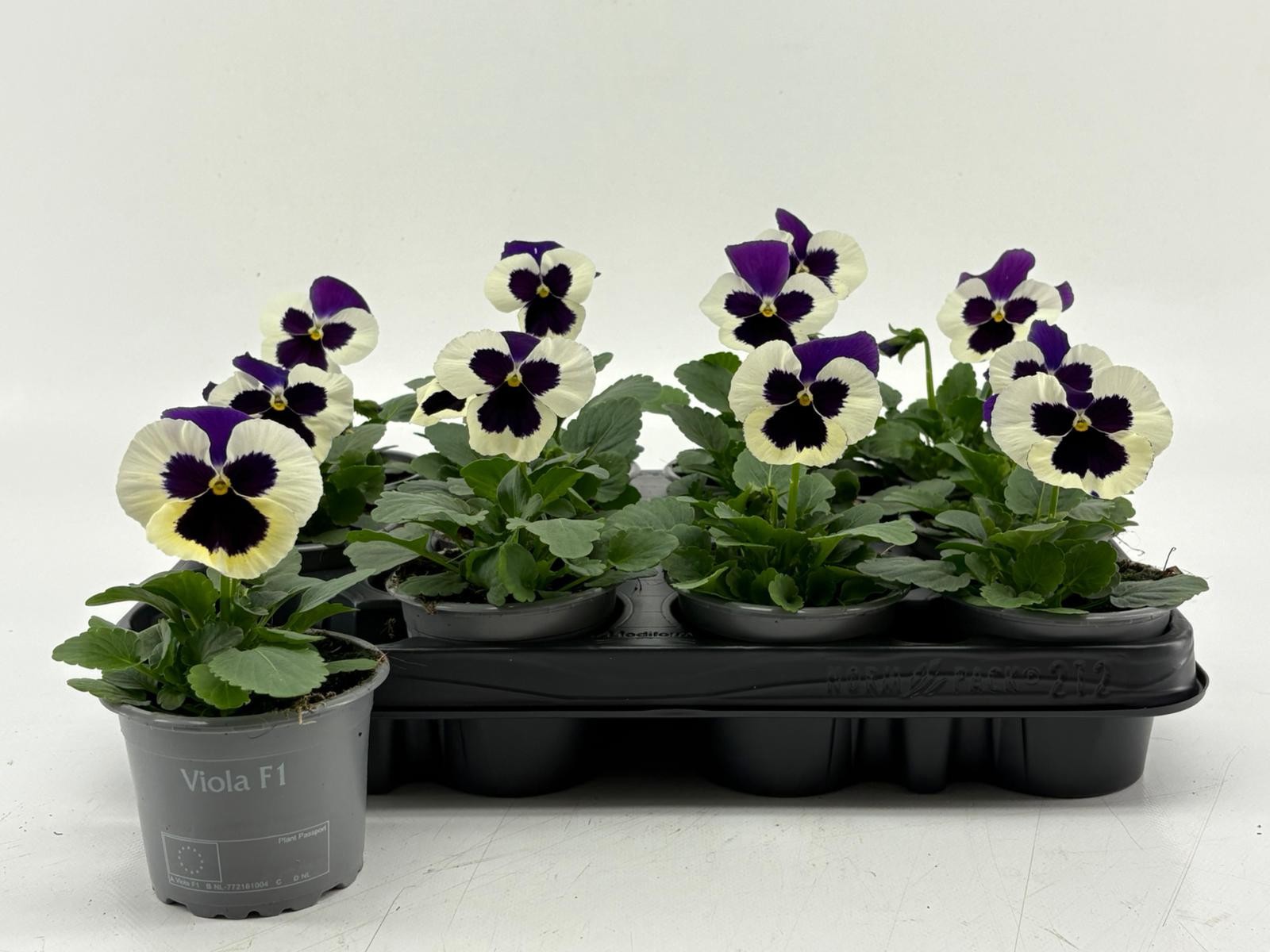 Viola F1 Violet en White, D 9 cm