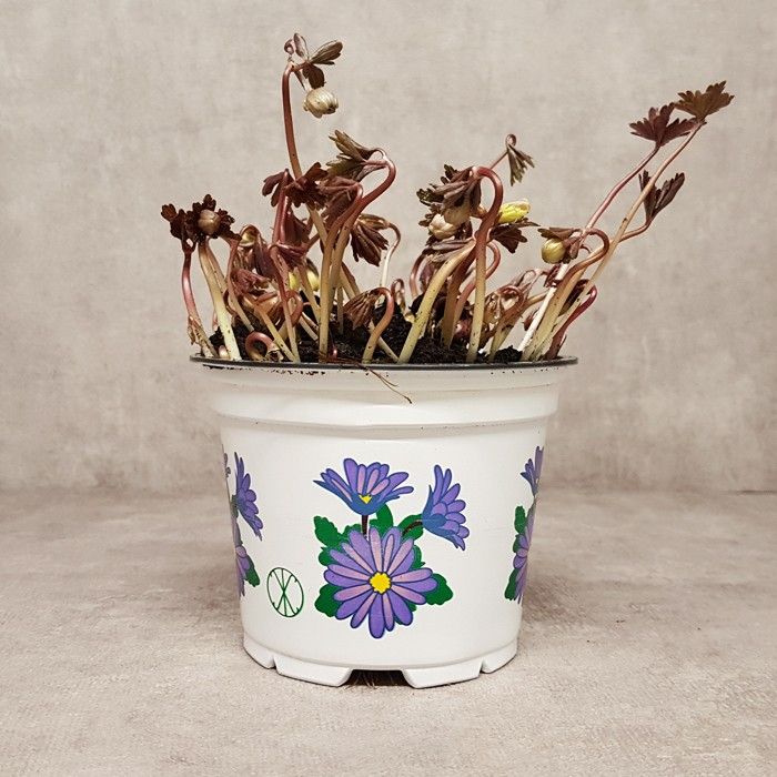 Anemone Blanda 12 cm, D 12