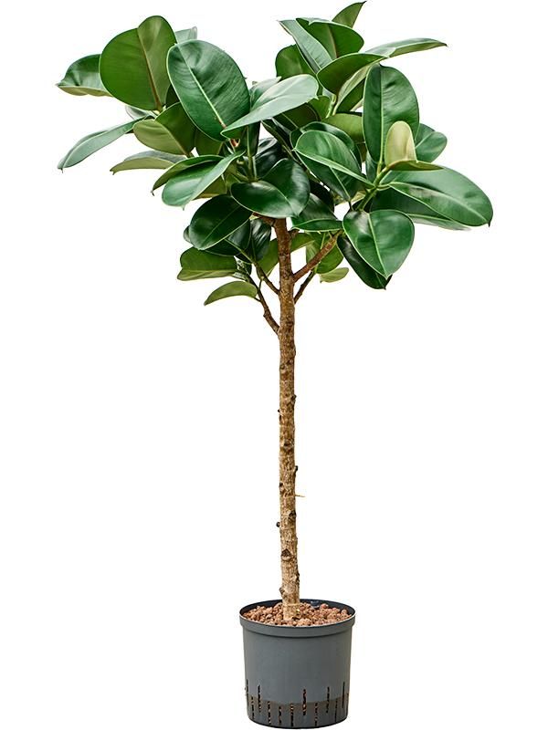 Ficus elastica 'Cloe', D 22