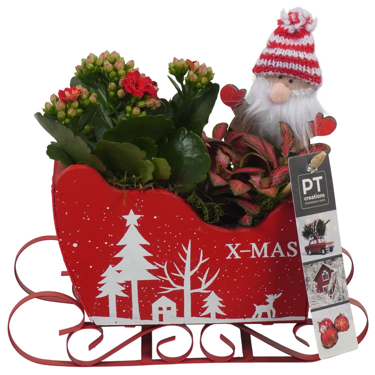 PTCHR7396 Arrangement Christmas Red in houten slee, D 19 cm