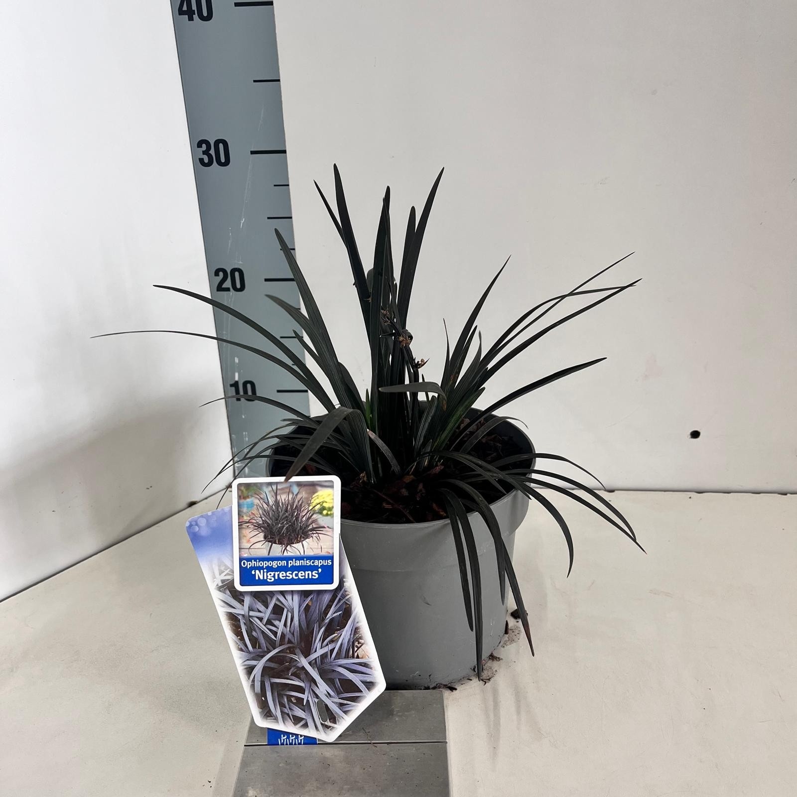 Ophiopogon plan. ‘Niger', D 17 cm