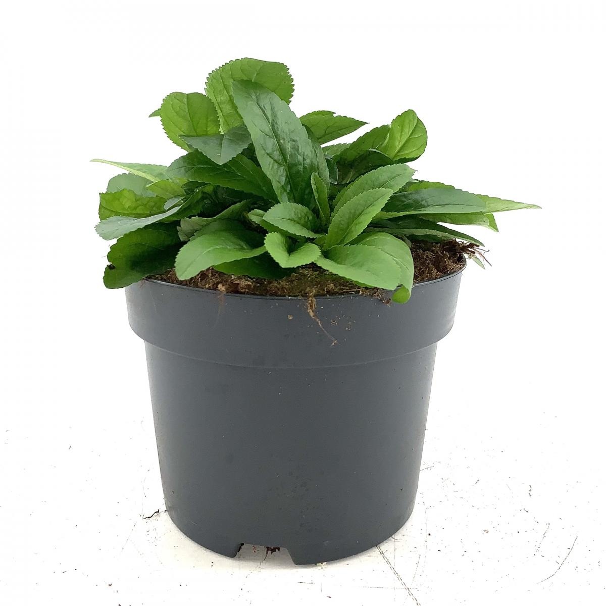 Veronica spic. 'Ulster Dwarf Blue', D 17 cm