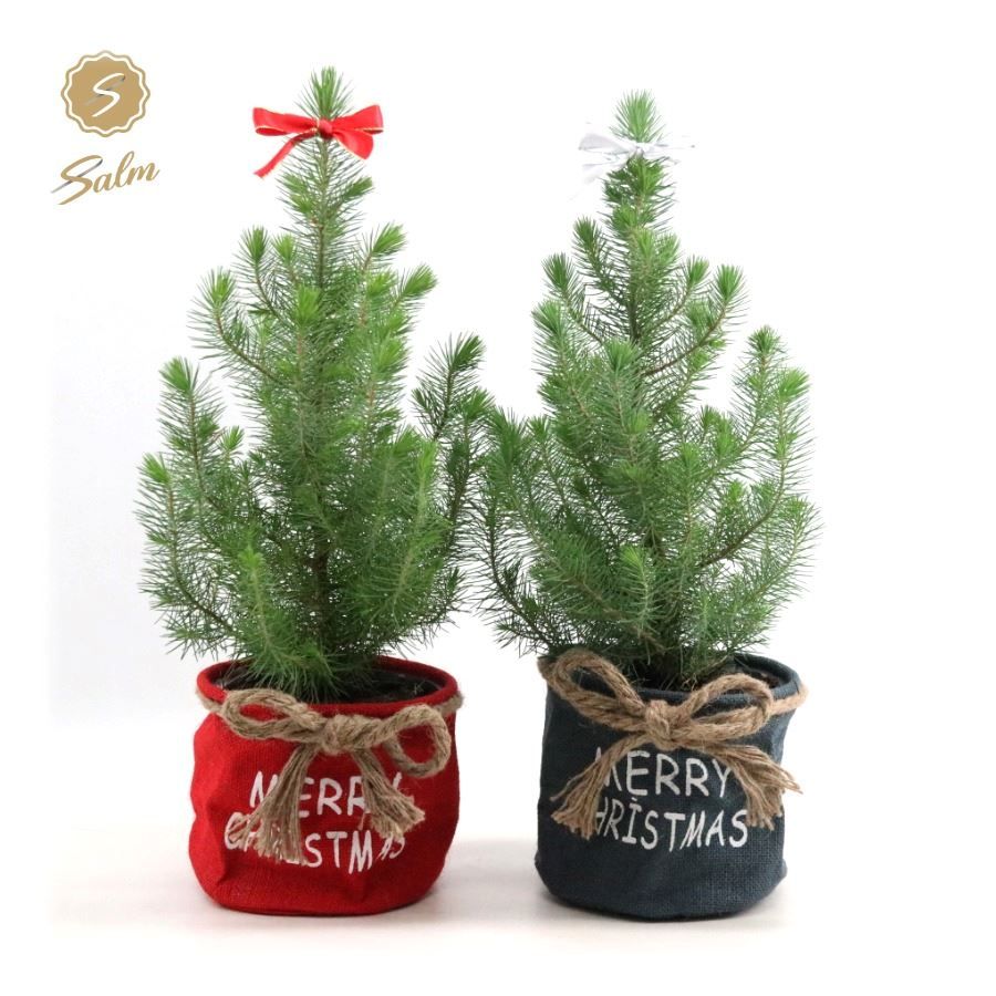 Pinus pinea 'Silver Crest' P17 in Bag X-mas Duo + Bow, D 19 cm