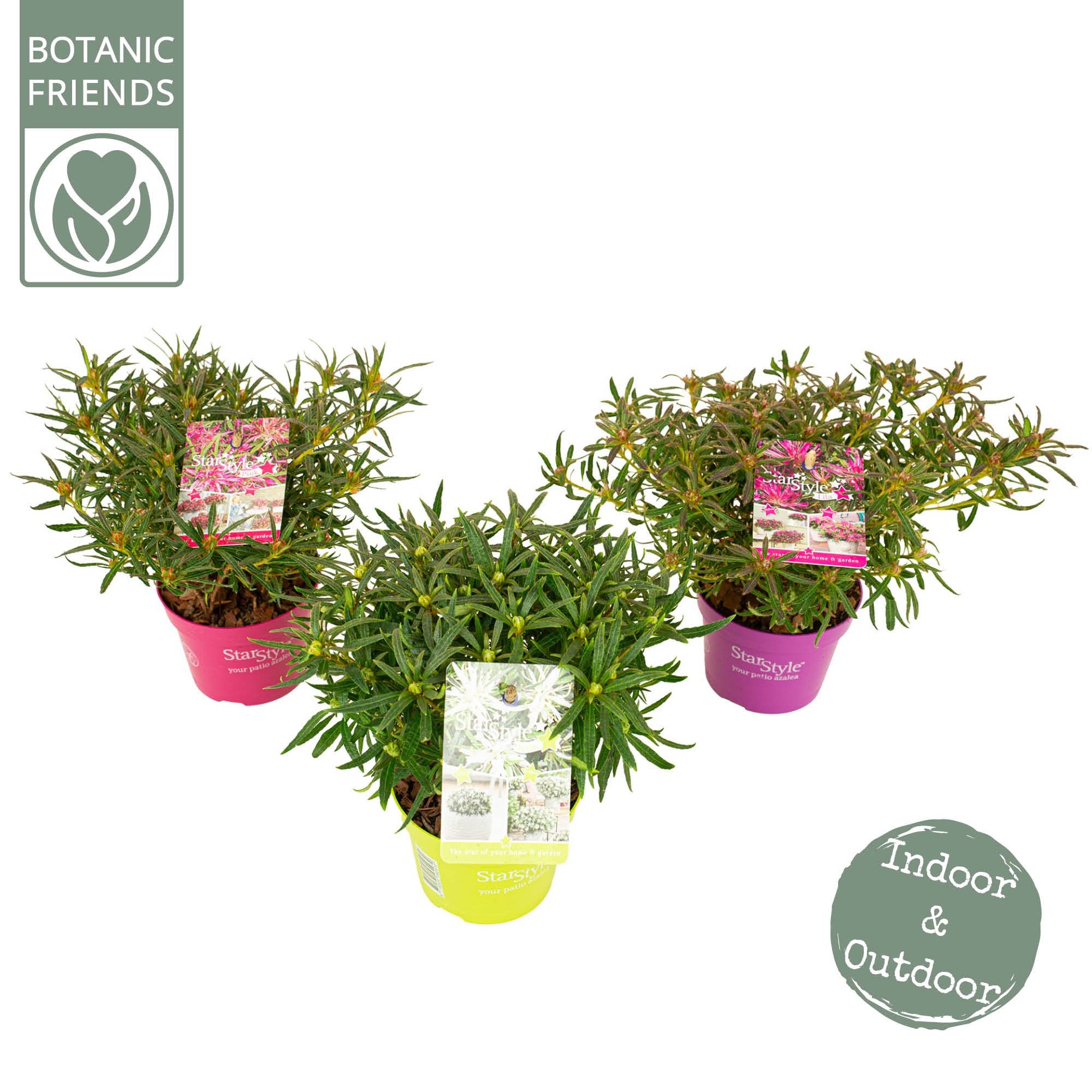 Azalea 'Starstyle Mix' ®, D 10,5