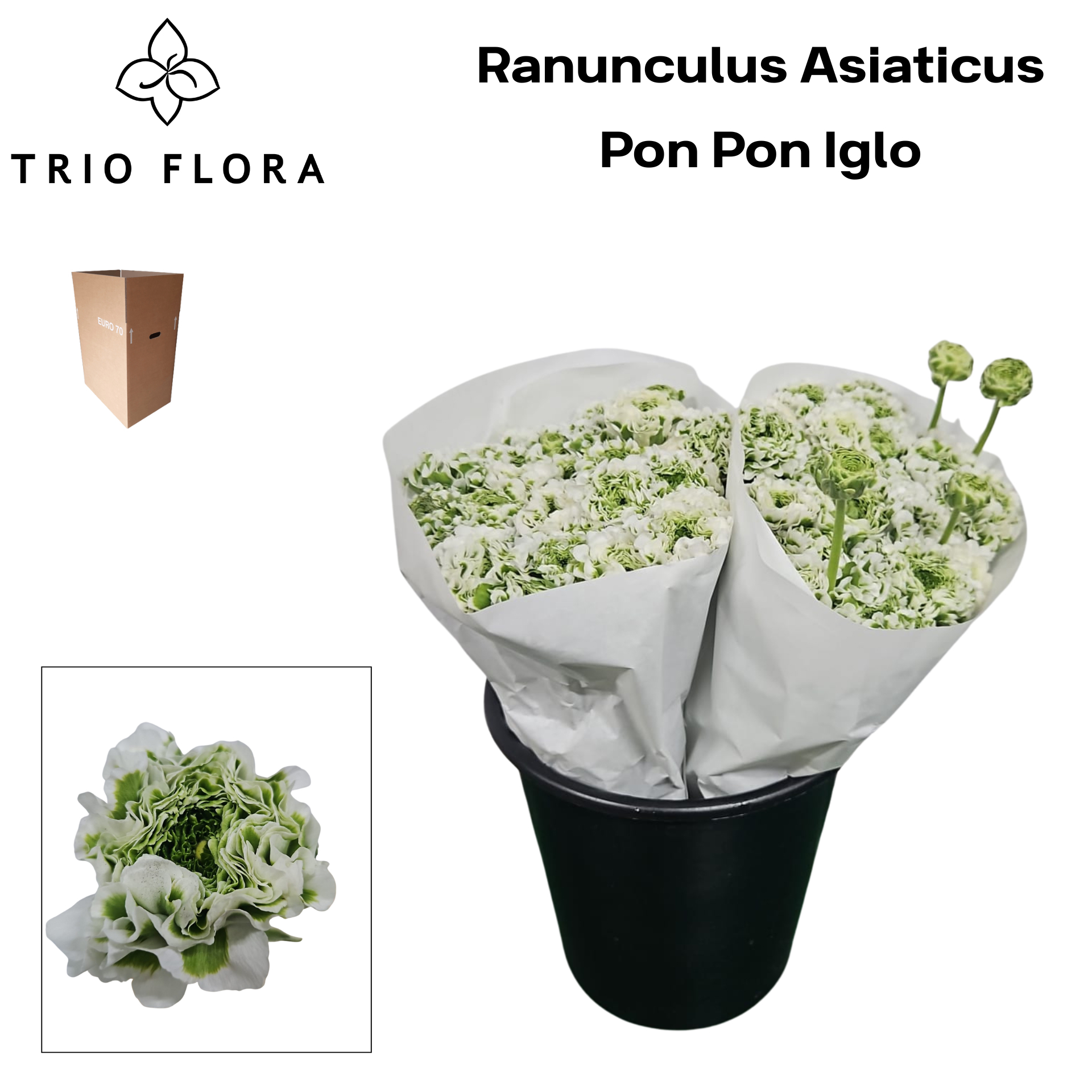 Ранункулус Пон Пон Иглу 40, шт.